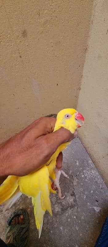 yellow ringneck breeder female 6