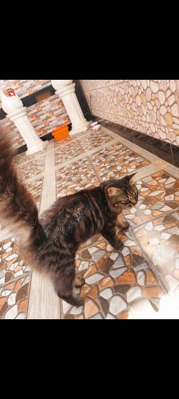 1 year Persian Tabby Vaccinated Male 1