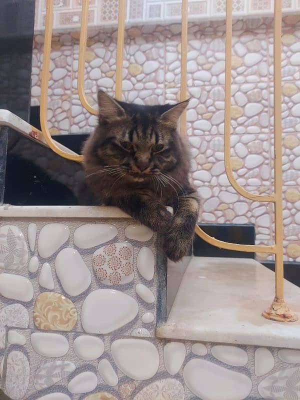 1 year Persian Tabby Vaccinated Male 2