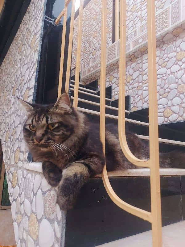 1 year Persian Tabby Vaccinated Male 3