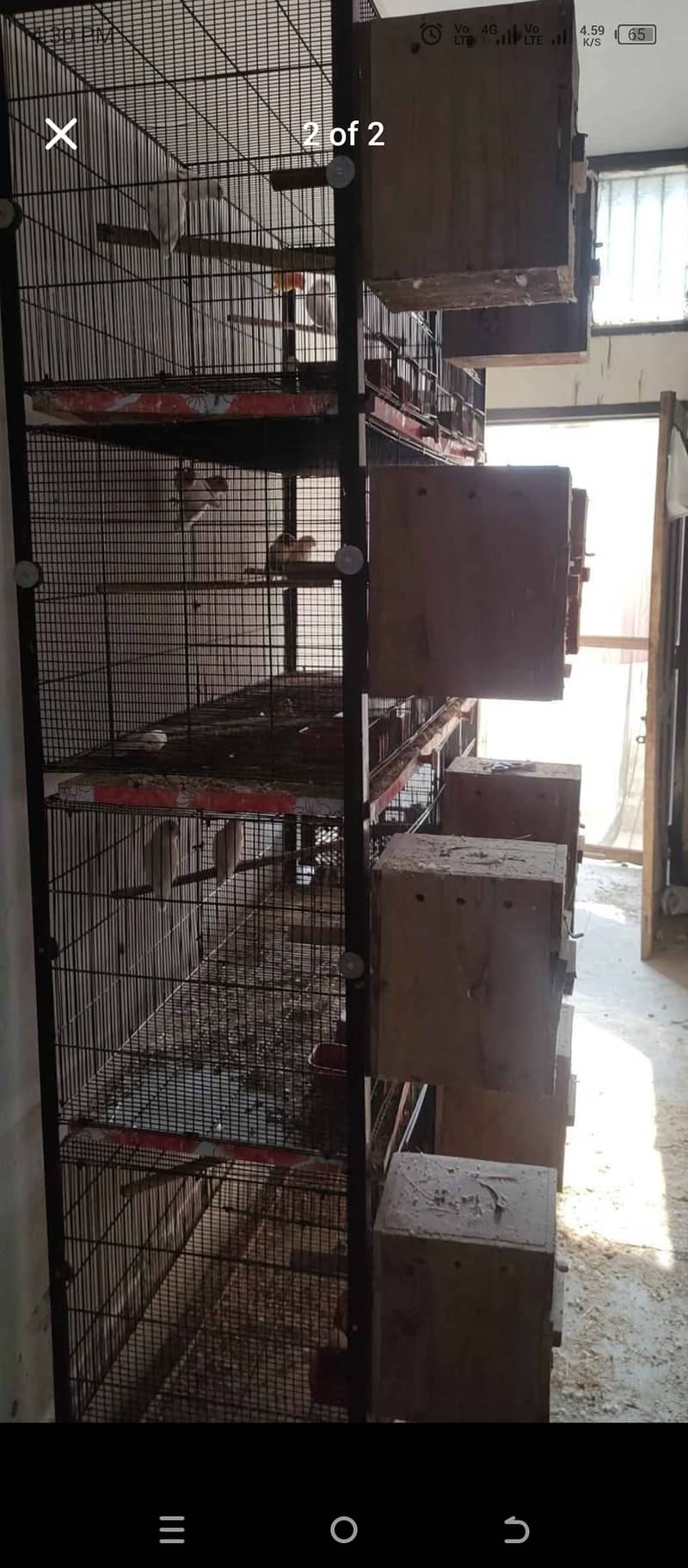 All parrot with parrot cage All setup for sale 0