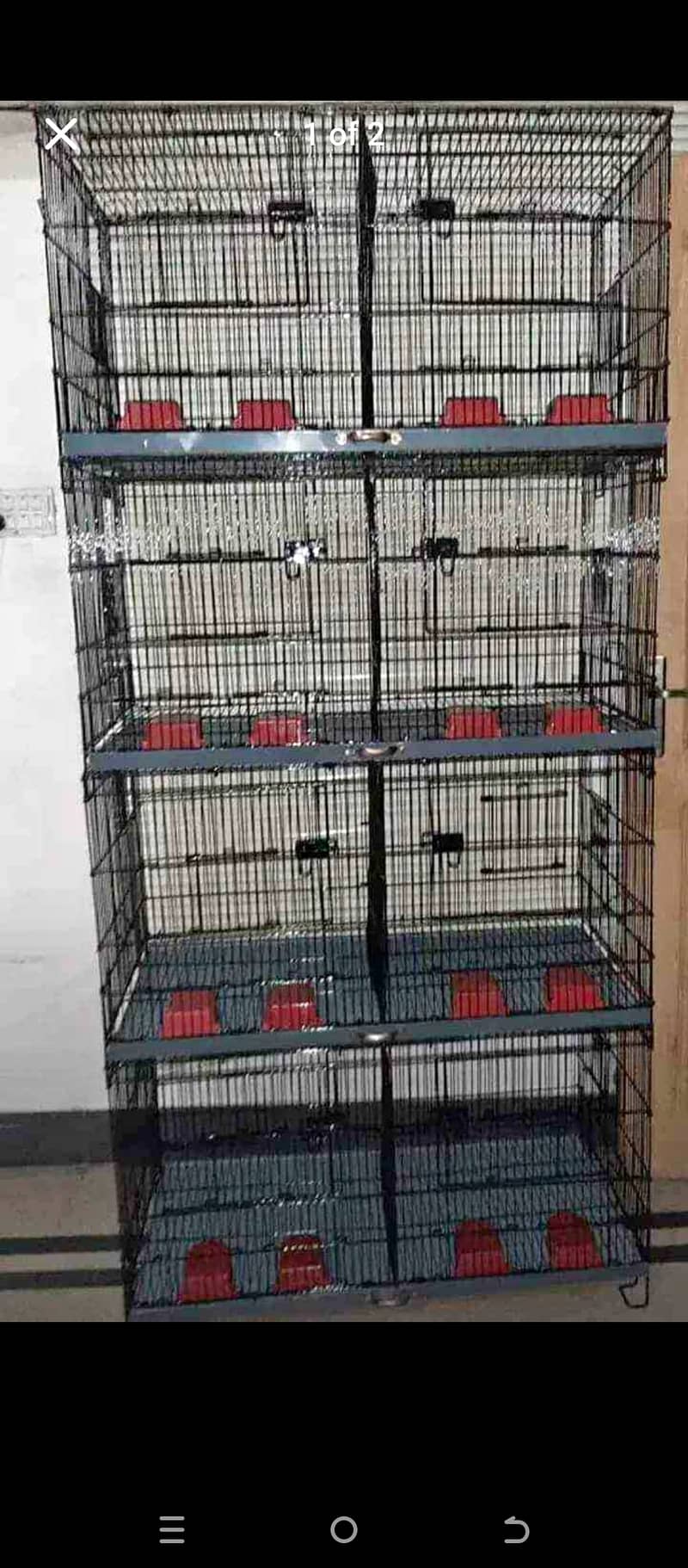 All parrot with parrot cage All setup for sale 1