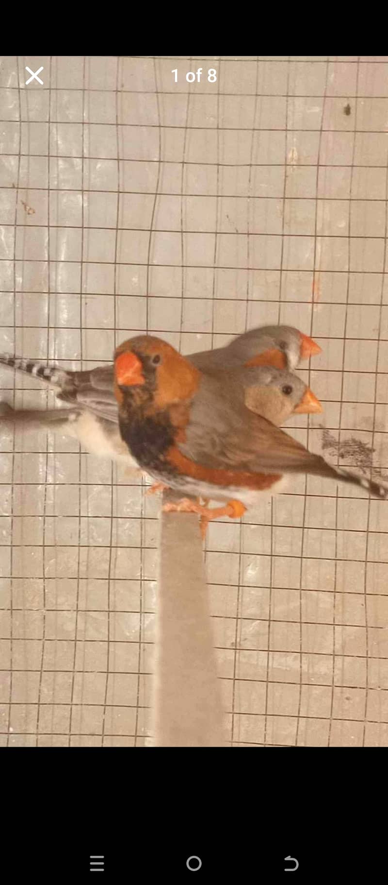 All parrot with parrot cage All setup for sale 2