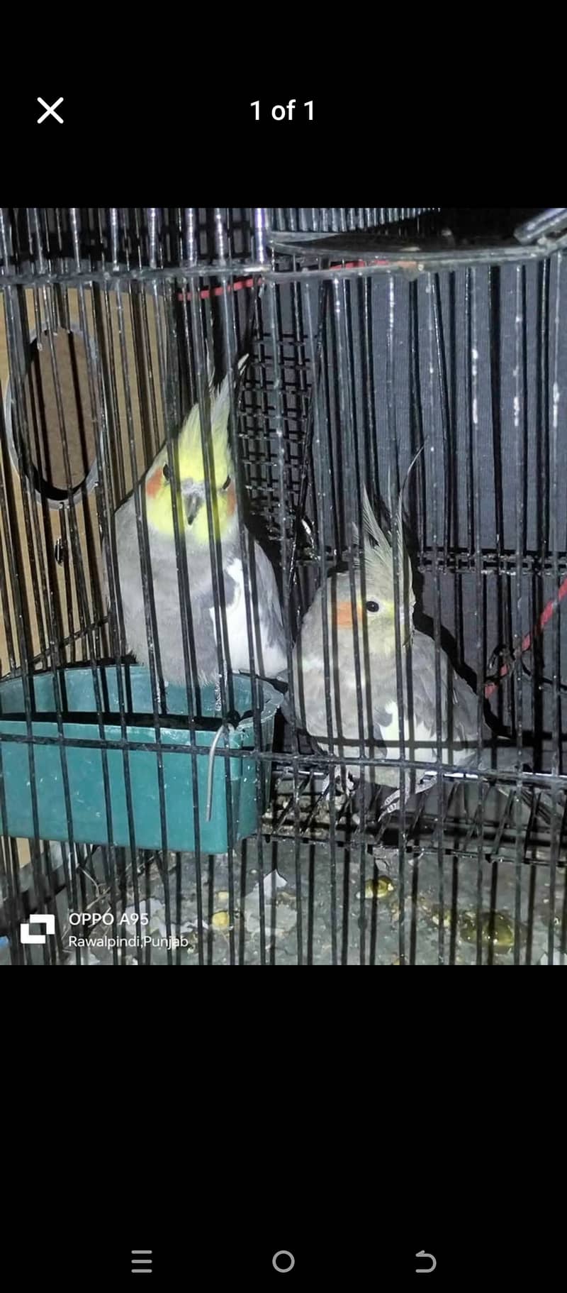 All parrot with parrot cage All setup for sale 4