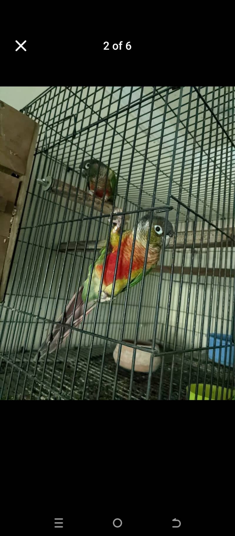 All parrot with parrot cage All setup for sale 5