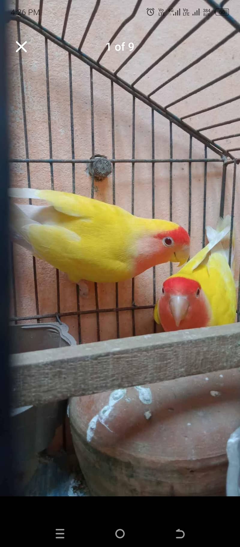 All parrot with parrot cage All setup for sale 6