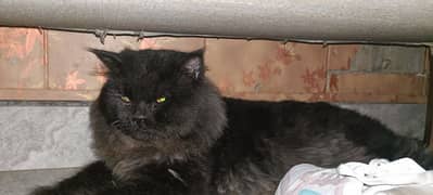 Black Persian cat