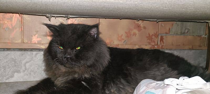 Black Persian cat 0