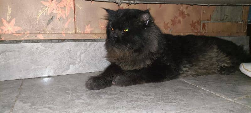 Black Persian cat 1