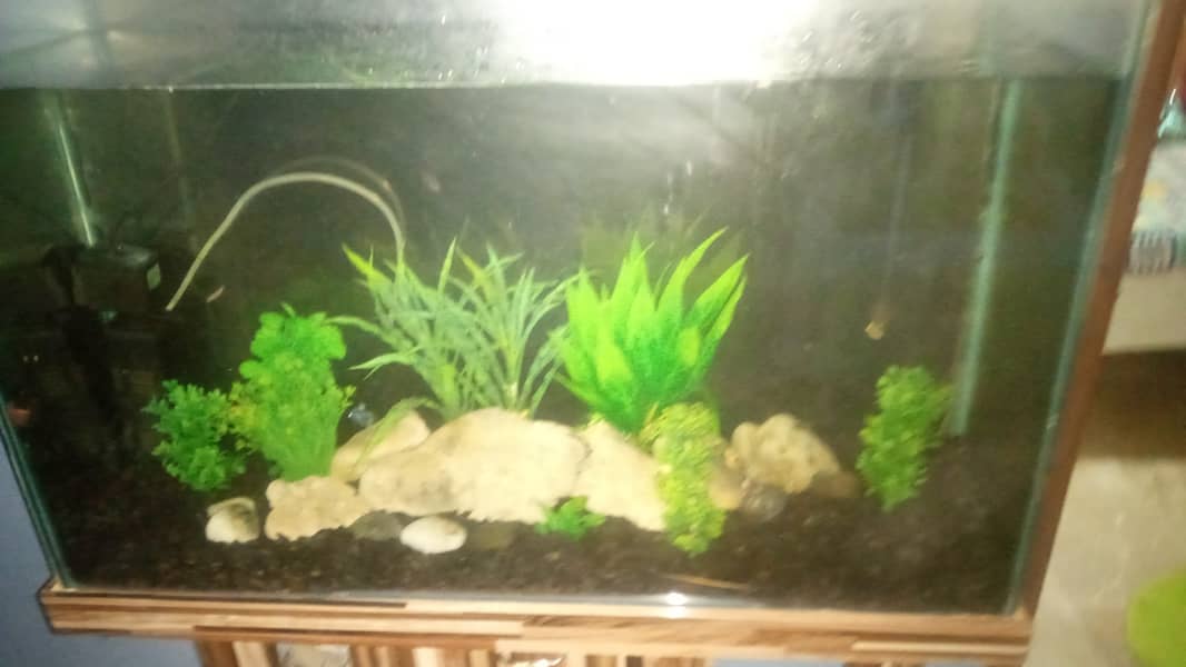 fish aqurium for sale 1