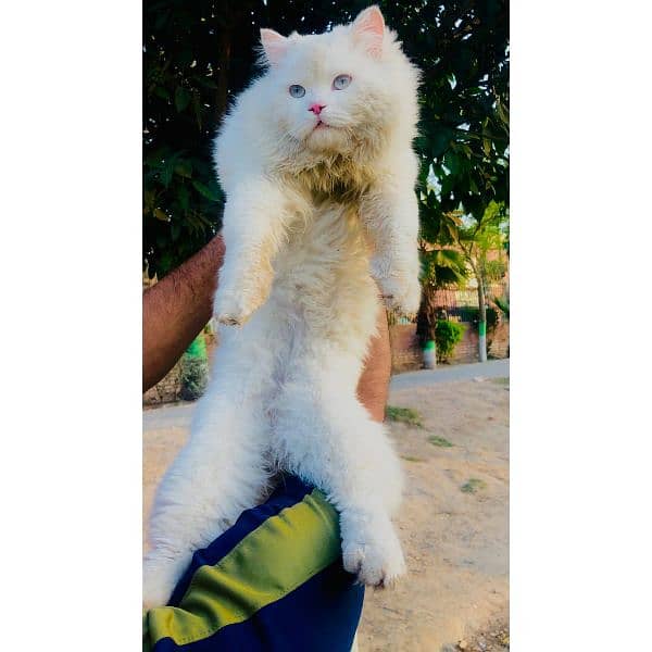 Persian triple coated punch face cats available for sale 6