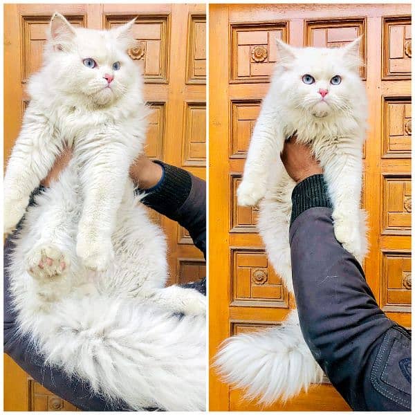 Persian triple coated punch face cats available for sale 9