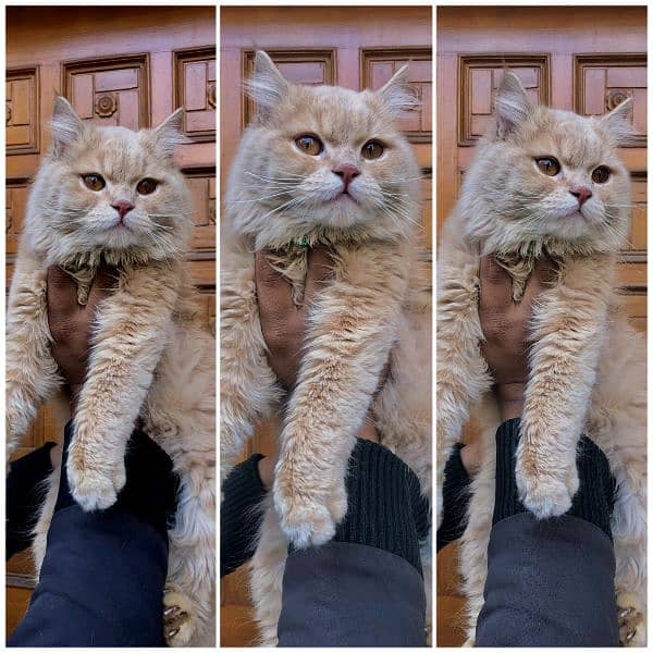 Persian triple coated punch face cats available for sale 10