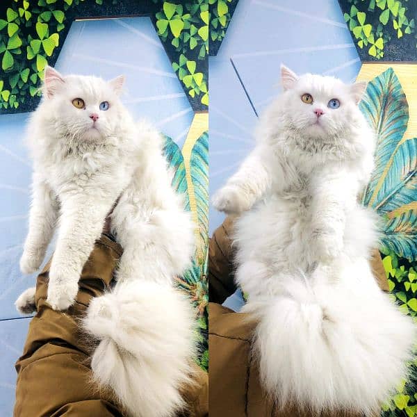 Persian triple coated punch face cats available for sale 11