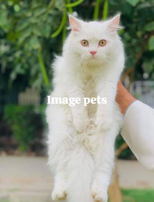 Persian triple coated punch face cats available for sale 12