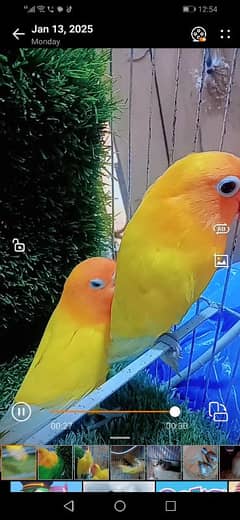 love birds breeder pece age 15moth. 2000 ka pair