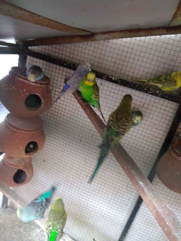 budgie parrot 0