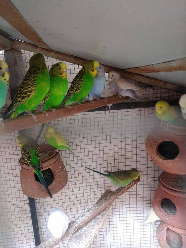 budgie parrot 1