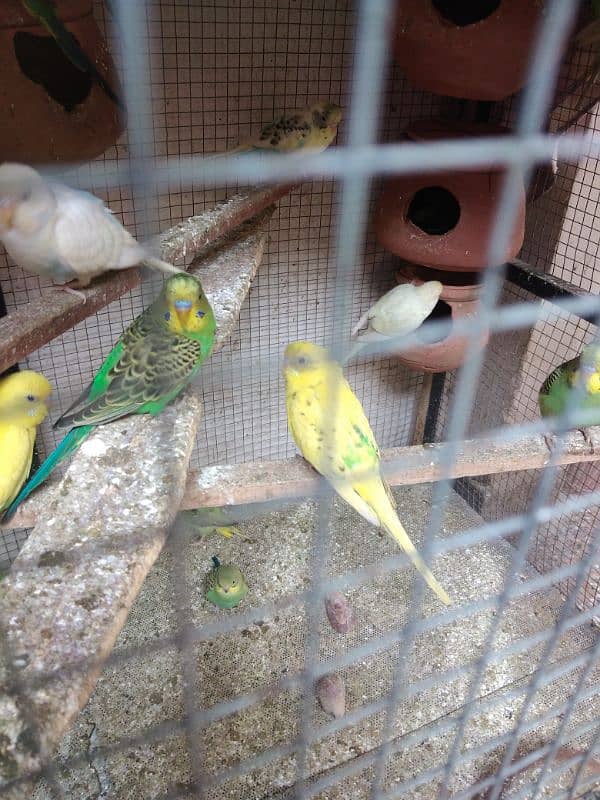 budgie parrot 2