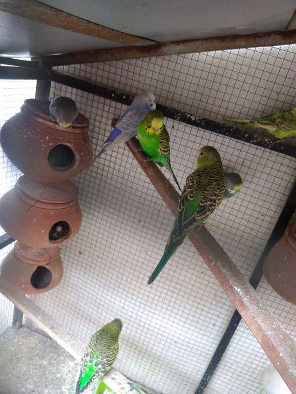 budgie parrot 3