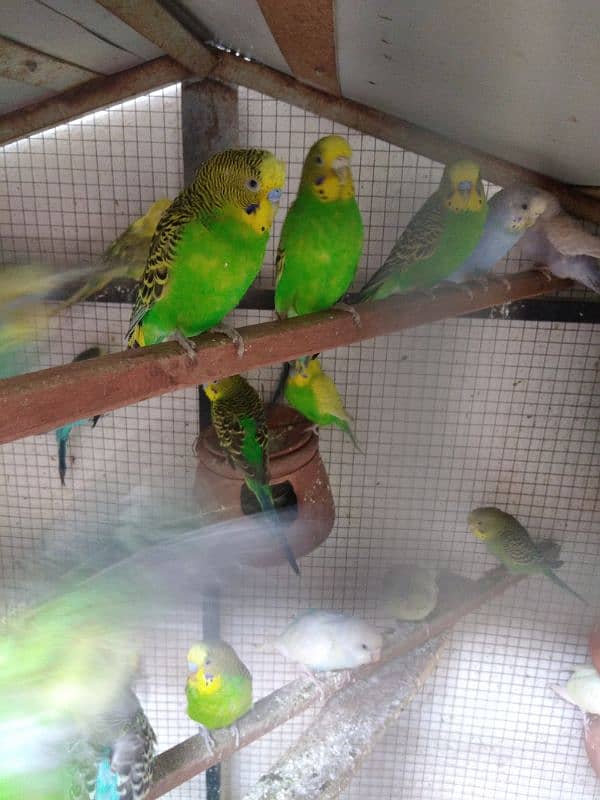 budgie parrot 4