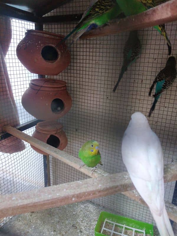 budgie parrot 6