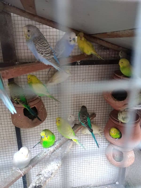 budgie parrot 7