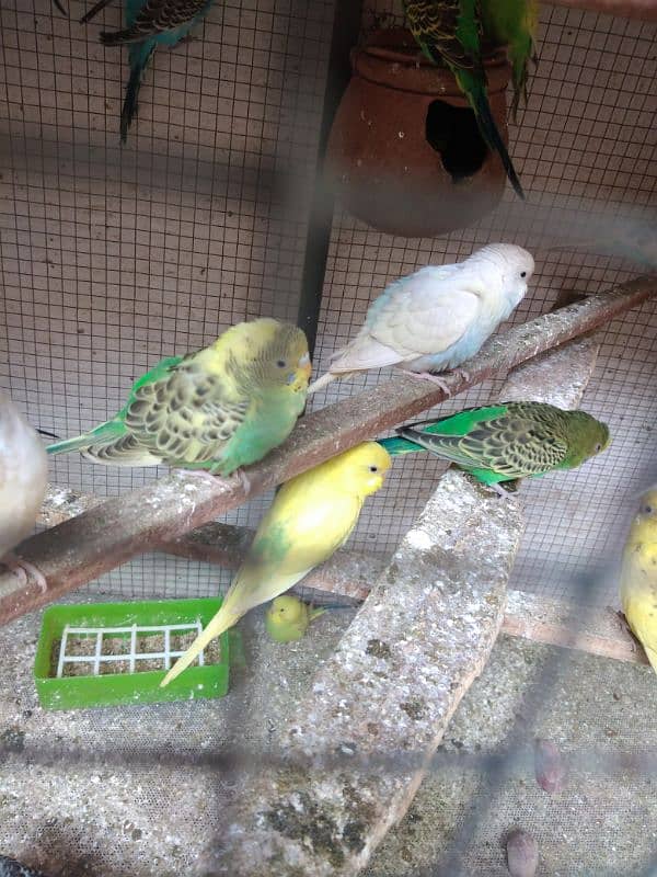 budgie parrot 8