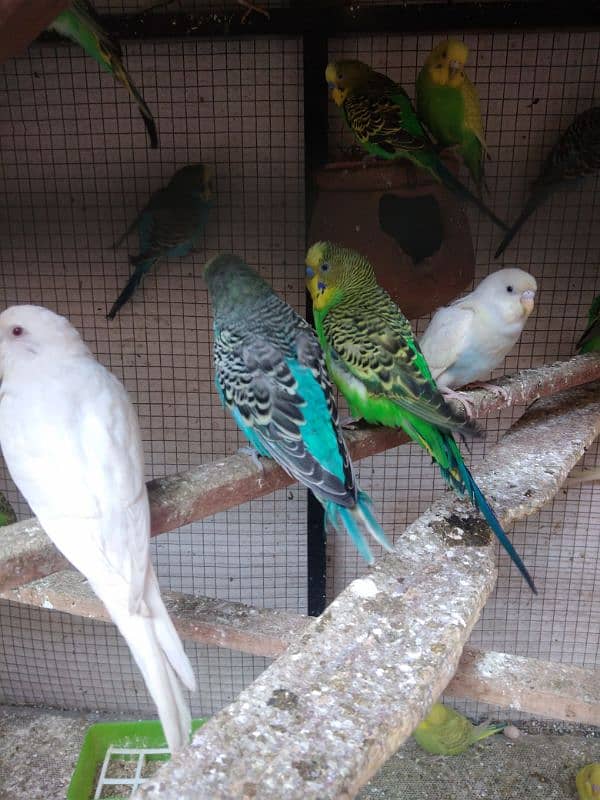 budgie parrot 9