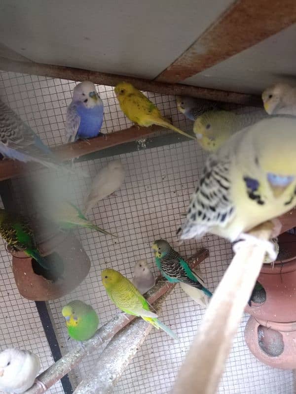 budgie parrot 10