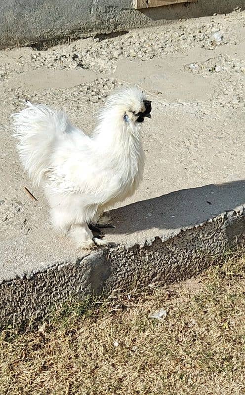 white silky breeder male 1