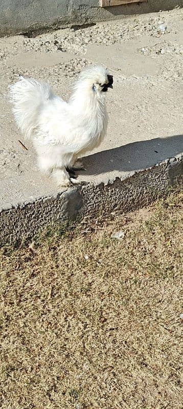 white silky breeder male 3