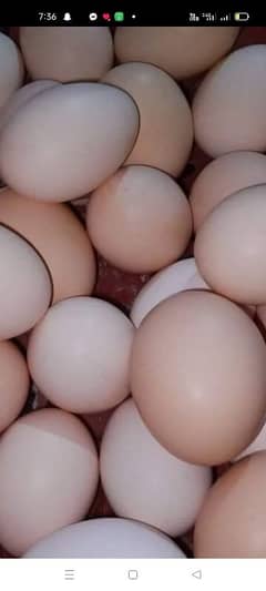 Desi eggs fresh pure dozen rs 480