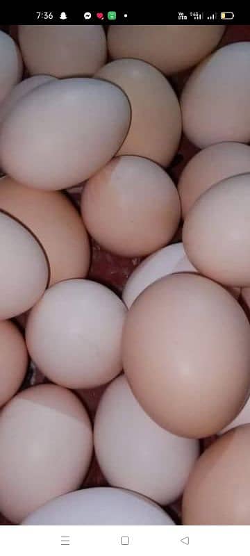 Desi eggs fresh pure dozen rs 480 0