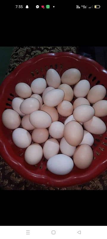 Desi eggs fresh pure dozen rs 480 4