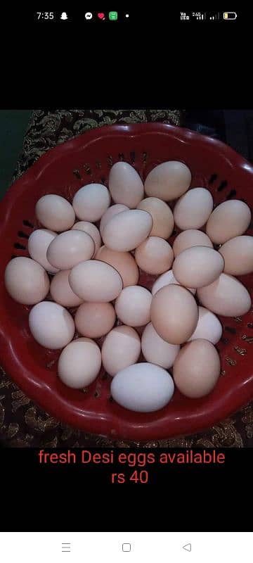 Desi eggs fresh pure dozen rs 480 5