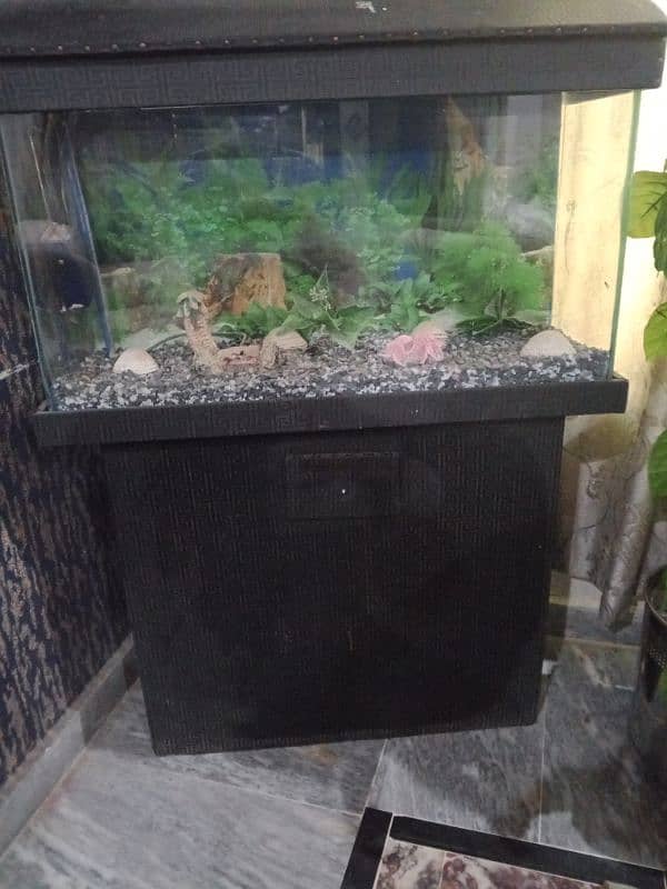 Fish Aquarium 0