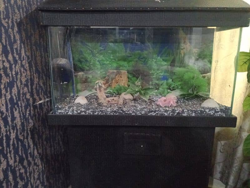 Fish Aquarium 1