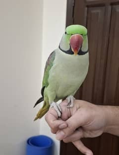 Hand-tamed Raw Parrot