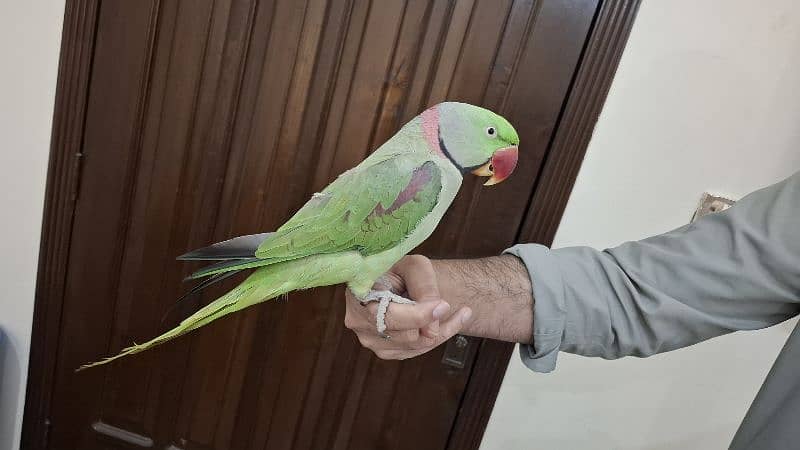 Supreme quality Hand-tamed Raw Parrot 1