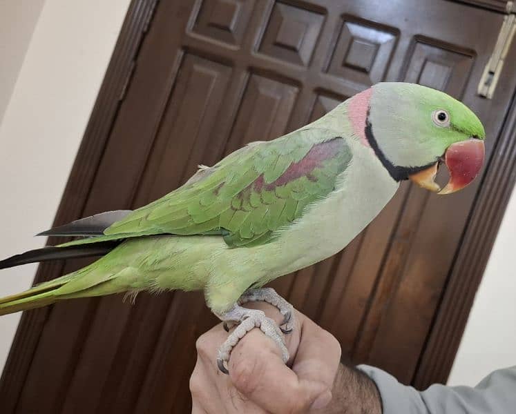 Supreme quality Hand-tamed Raw Parrot 2