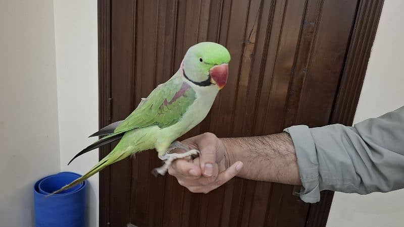 Supreme quality Hand-tamed Raw Parrot 3