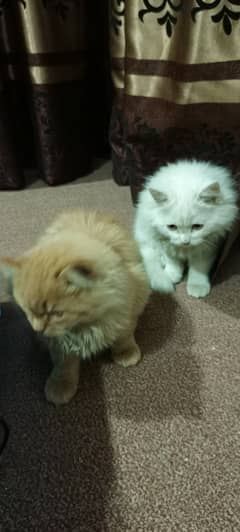 2 Persian kittens (Female)