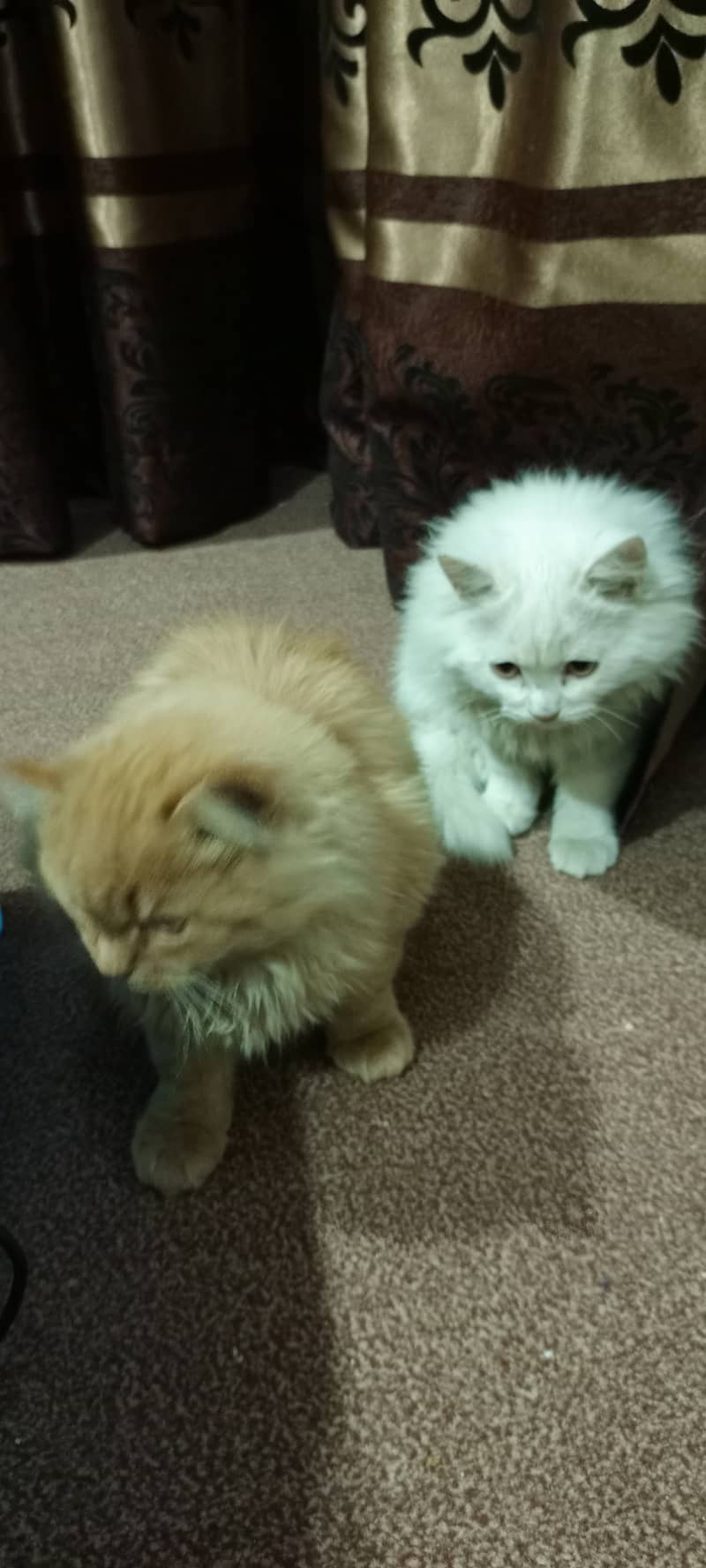 2 Persian kittens (Female) 0