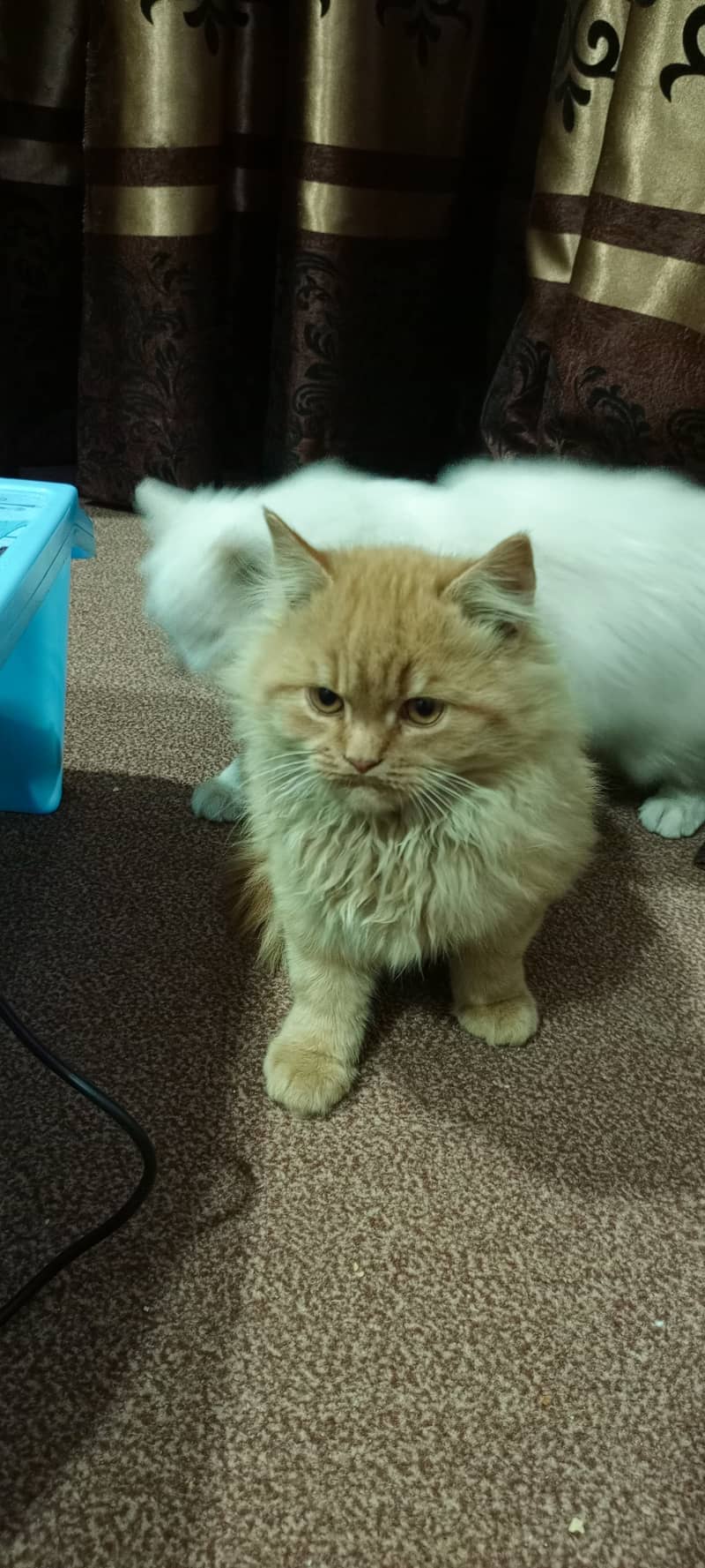 2 Persian kittens (Female) 1