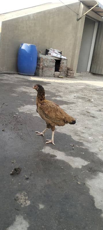 Aseel hen for sale 1