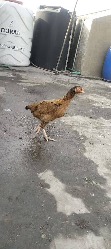 Aseel hen for sale 2