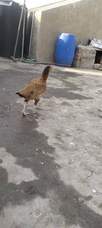 Aseel hen for sale 3