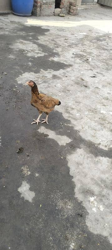 Aseel hen for sale 6