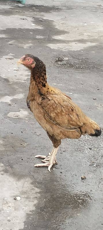 Aseel hen for sale 7